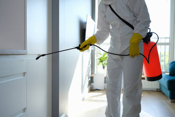 Best Asbestos and Lead Testing During Mold Inspection  in Little Elm, TX